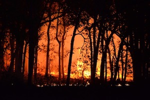 Wildfire